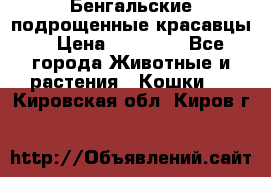 Бенгальские подрощенные красавцы. › Цена ­ 20 000 - Все города Животные и растения » Кошки   . Кировская обл.,Киров г.